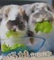 Cover of 仔妹食玩拉瞓