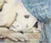 Cover of "Can You See a Little Bear?"