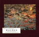 Cover of The Illuminated Walden