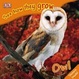 Cover of Owl