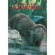 Cover of Zoo privato