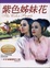 Cover of "紫色姊妹花"
