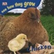 Cover of Chick