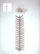 Cover of 大量流出