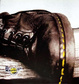 Cover of Dr. Martens Air Wair