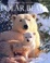 Cover of "Polar Bears"