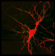 Cover of Principi di neuroscienze