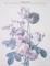 Cover of "Floral Art of Pierre-Joseph Redoute"