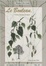 Cover of Le bouleau : l'arbre à la peau d'argent