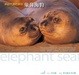 Cover of 來自大海的朋友