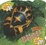 Cover of "Bugs! with CD"