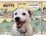 Cover of "Everyday Mutts"