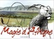 Cover of Magie d'Afrique