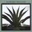 Cover of Edward Weston