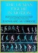 Cover of The Human Figure in Motion