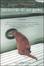Cover of "Memorie di un gatto"