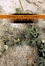 Cover of Concrete and Wild Carrot