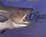 Cover of 'The Cod's Tale'