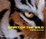 Cover of "Spirit of the Wild"