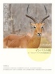 Cover of 高角羚的清晨