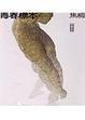 Cover of 青春標本