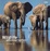 Cover of 'Wildlife Photographer of the Year Portfolio 12'