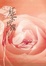 Cover of 紅茶玫瑰