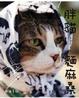 Cover of 胖貓 麵麻桑