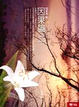 Cover of 如來世4