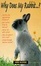 Cover of "Why Does My Rabbit . . .?"