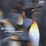Cover of Wildlife Photographer of the Year