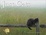 Cover of Just Cats