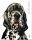 Cover of Giorni da cani