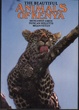 Cover of The Beautiful Animals of Kenya