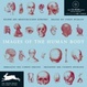 Cover of Images of the Human Body