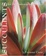Cover of "Succulents for the Contemporary Garden"