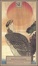 Cover of La bellezza sfiorisce presto