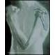 Cover of Anatomia umana