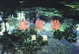 Cover of 緣無緣