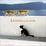 Cover of "Kittens in the Sun"