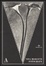 Cover of Tina Modotti fotografa