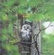 Cover of フクロウにあいたい