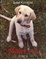 Cover of Marley y yo