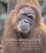 Cover of "Among Orangutans"
