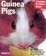 Cover of Guinea Pigs