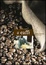 Cover of Il caffè
