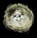更多有關 Nests 的事情